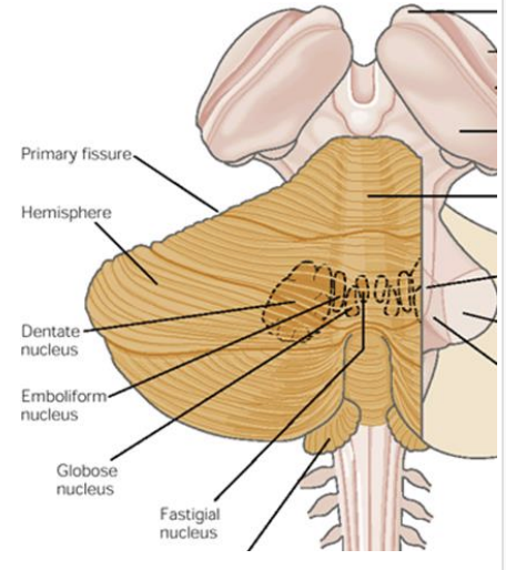 <ul><li><p>provides most output from cerebellum (exception: flocculonodular lobe) </p></li><li><p>fastigial nucleus: most medially located: associated with vermis </p></li><li><p>interposed nuclei (globose + emboliform): associated with the paravermis </p></li><li><p>dentate nucleus: largest cerebellar nucleus </p><ul><li><p>associated with the lateral hemisphere </p></li></ul></li></ul><p></p>