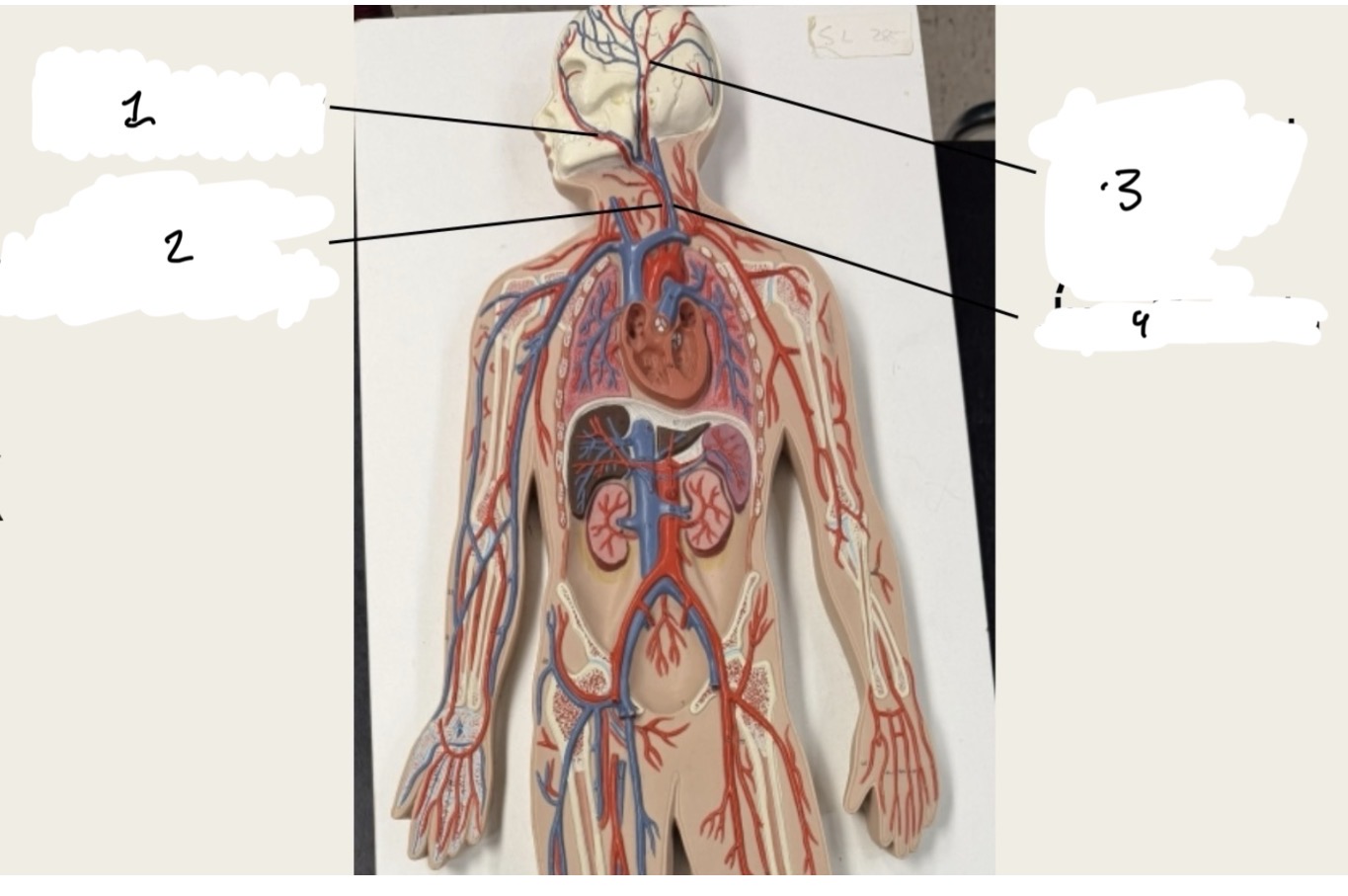 <p>1.XX</p><p>2.XX</p><p>3.XX</p><p>4.XX</p>