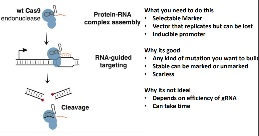 <p>It uses lethal double-strand DNA breaks to targetedly kill off unedited, wild-type cells. This leaves only the successfully modified cells alive. The guide RNA (gRNA) is specifically programmed to recognize and bind to the original, unedited wild-type sequence or its adjacent PAM site.</p>
