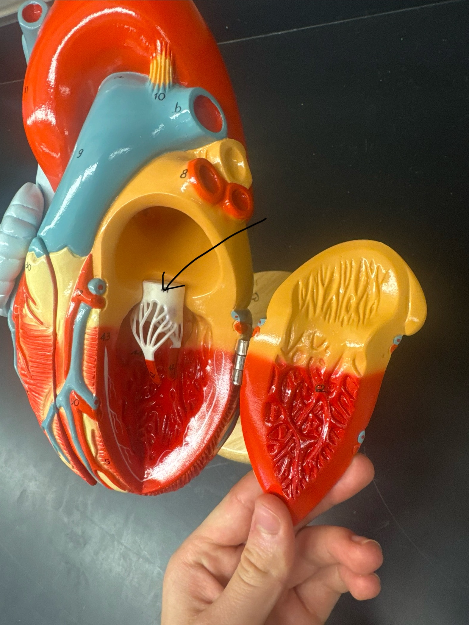 knowt flashcard image