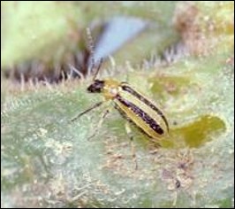 <p>Identify the insect, <strong>order</strong>, and mouthparts</p>