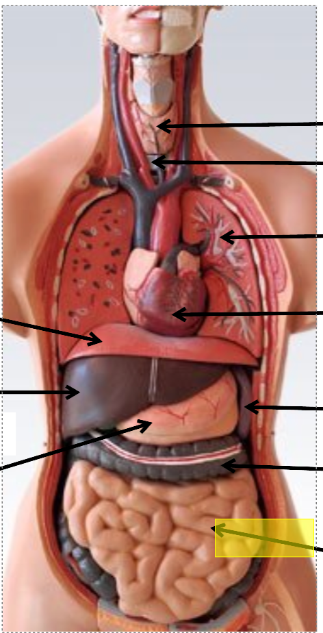 <p>identify the body cavity</p>