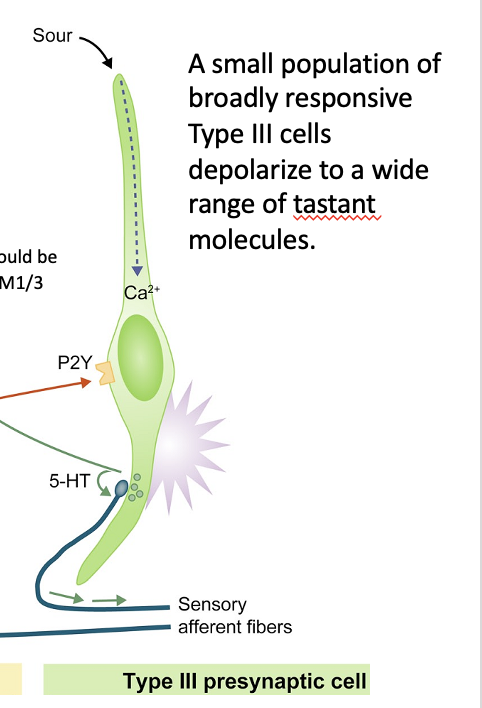<ul><li><p>Have channels gated by [H+]</p><ul><li><p>Depolarize in response to acids + begin  process of tasting acidic things as sour</p></li></ul></li></ul><p></p><p></p>