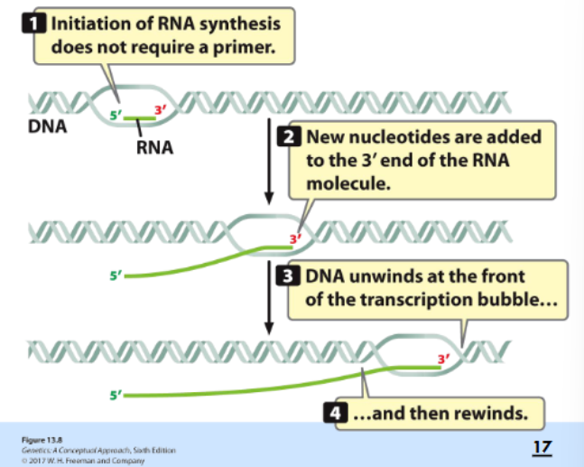 <ol><li><p>new nucleotides added to <strong>3’ en</strong>d of the RNA molecule</p></li><li><p>DNA unwinds at the front of the transcription bubble</p></li><li><p>rewinds after</p></li></ol><p></p>