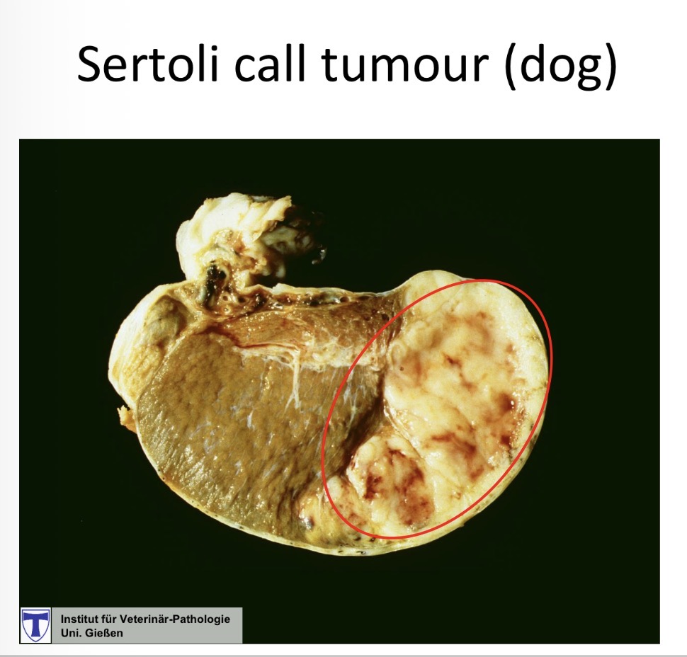 <p>Sertoli cell tumour gross </p>