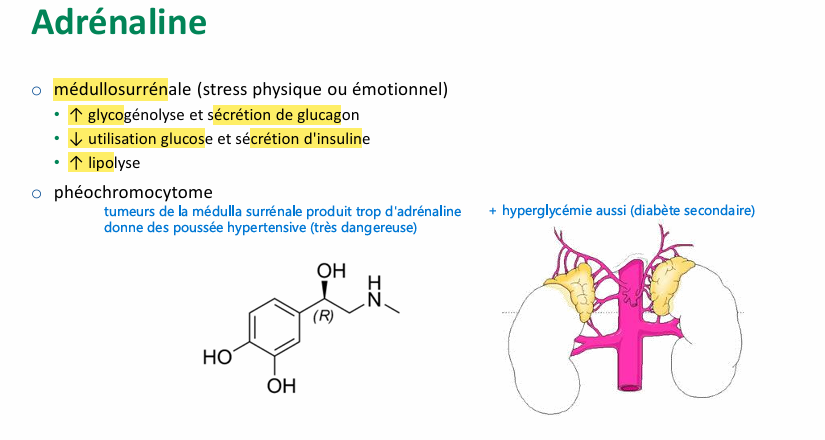 <p>agit rapidement en mobilisant les réserves </p>