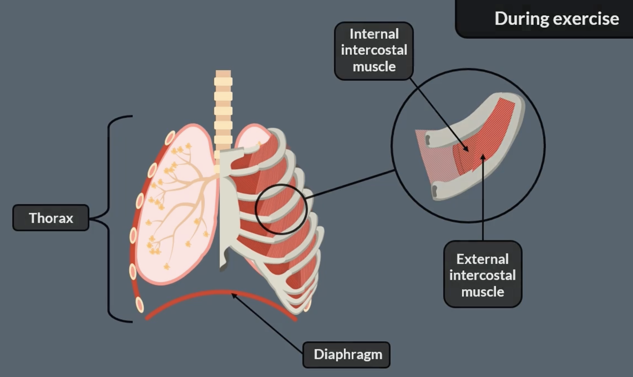 <p>diaphragm is a muscle</p><p>thorax is just the chest part of your body</p><p>thoracic cavity- the internal space within the thorax that contains vital organs like the heart, lungs, trachea</p>