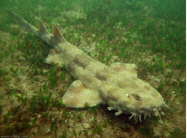 <p>ELASMOBRANCHS WOBBEGONG </p>