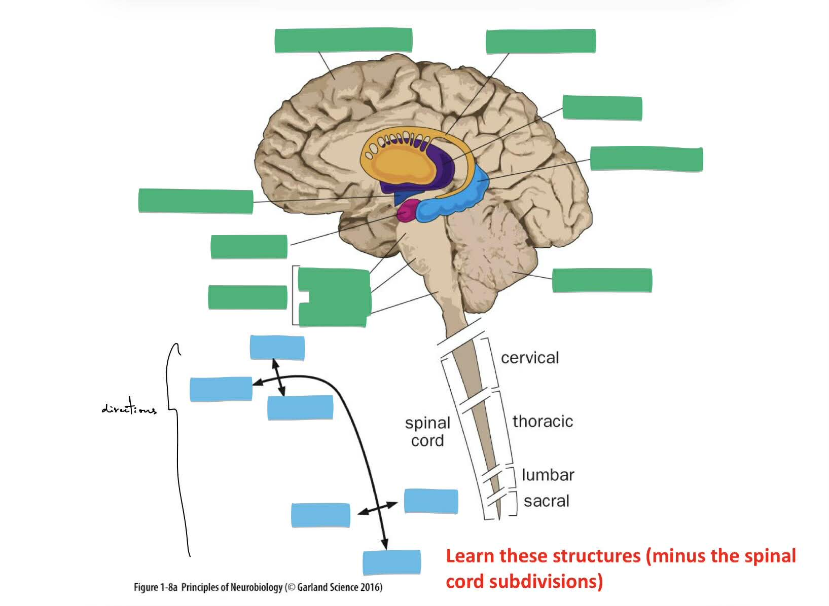 <p>white matter vs. gray matter (2 each)</p><p>_</p><p>fill in blanks</p><ul><li><p>the directions are either dorsal/ventral or rostral/caudal</p></li></ul><p></p>
