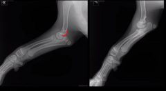 <p>What specific part of the humerus is this (outlined in red), missing on the right image?</p>