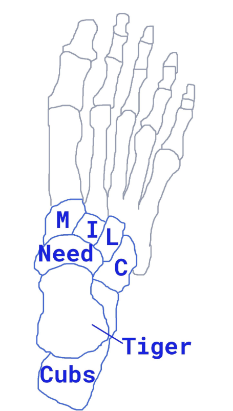 <ul><li><p>Tiger</p><ul><li><p>talus</p></li></ul></li><li><p>Cubs</p><ul><li><p>calcaneus</p></li></ul></li><li><p>Need</p><ul><li><p>navicular</p></li></ul></li><li><p>MILC</p><ul><li><p>medial cune</p></li><li><p>intermed cune</p></li><li><p>lateral cune</p></li><li><p>cuboid</p></li></ul></li></ul><p></p>