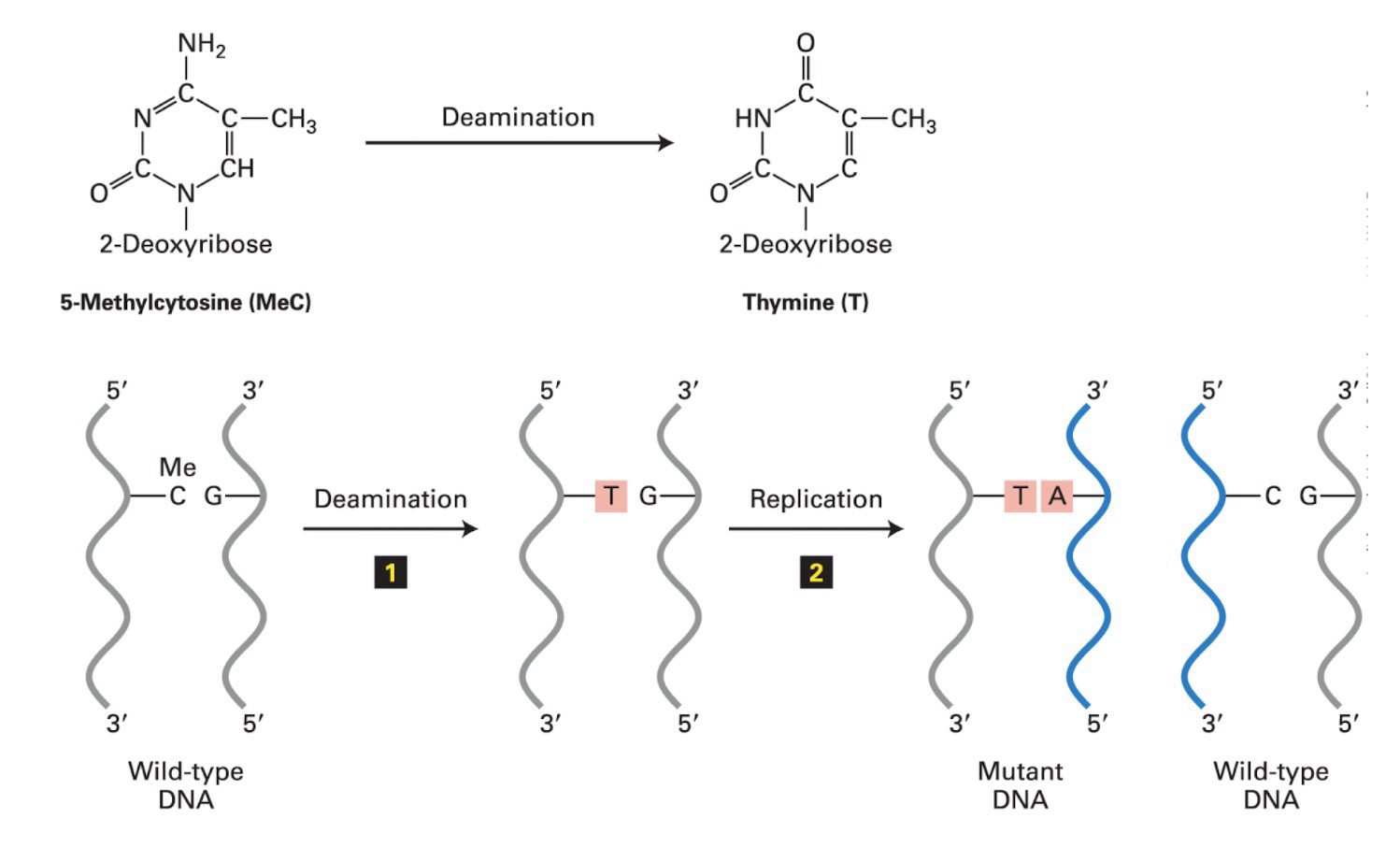 <p>Ex. CpGs are considered mutation hotspots</p><p>Deamination DNA damage occurs → Repair system does not fix the damage → Replication occurs, one of the two replicants will contain the mutation</p>