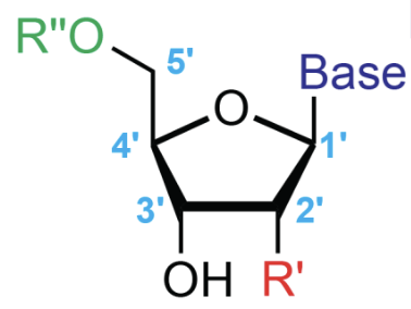 <p>What type of bond is at the 1’?</p>