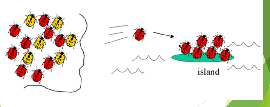 <p>New populations are often formed by a few individuals, the “founders”</p><p>These founders will continue to reproduce their DNA – which may result in reduced diversity</p><p>If rare alleles are present, they will be increased in frequency</p><p>This often happens on islands or in isolated communities</p><p>Ex. One of the ~200 original founders of Amish society had this syndrome, which causes additional fingers/toes. This is very common in the Amish population compared to the rest of the world because of this.</p>