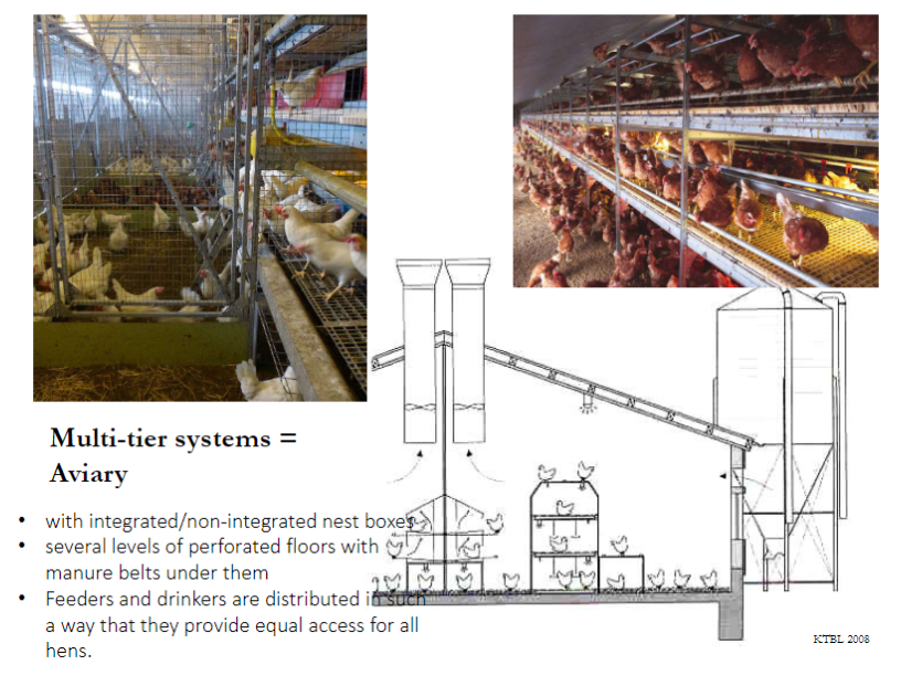 <p><strong>Definition</strong><br>ā<strong>Multi-tier system</strong> also called <strong>Aviary</strong></p><p><strong>Nest Boxes</strong><br>āCan be <strong>integrated</strong> or <strong>non-integrated</strong></p><p><strong>Flooring</strong><br>āSeveral levels of <strong>perforated floors</strong> with <strong>manure belts</strong> underneath</p><p><strong>Feed & Water</strong><br>ā<strong>Feeders</strong> and <strong>drinkers</strong> are distributed to provide <strong>equal access</strong> for all hens</p><p><strong>Key Point</strong><br>āMulti-tier systems allow <strong>vertical space use</strong> while ensuring <strong>nesting, feeding, and drinking</strong> for all birds</p>