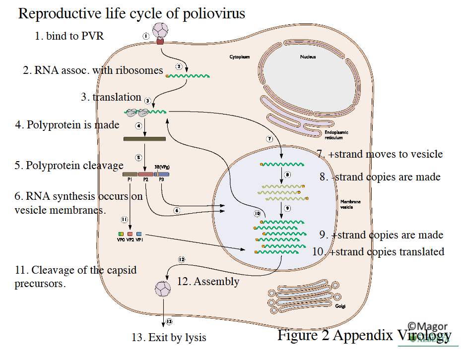 <p>Note: <strong><em><u>POLYPROTEIN synthesis</u></em></strong></p><p>Note: <strong><em><u>RNA replication happens more on the surface/membrane of vesicle than within</u></em></strong></p>