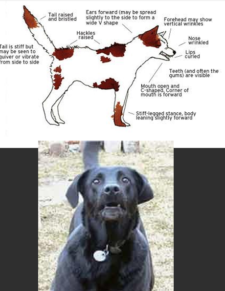 <p>“hard &amp; stiff”</p><p>Erect</p><p>growling, barking</p><p>Hard stare</p>