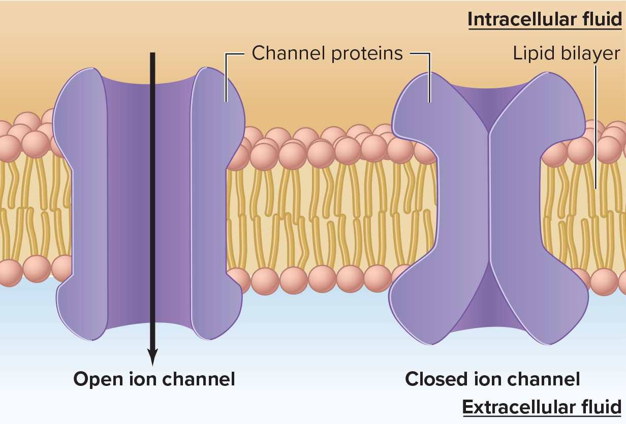 <p><span>Process of opening and closing ion channels</span></p>