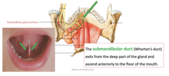 <p>Wharton's duct. Exits from the deep part of the gland and ascends anteriorly to the floor of the mouth. On the frenulum of the tongue.</p>