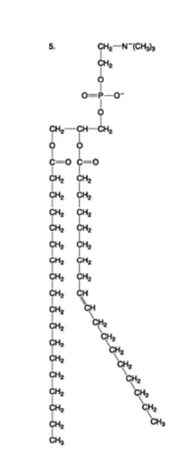 <p>phospholipid</p>