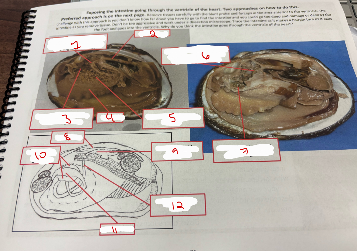 <p>Clam Exposing Intestine</p>