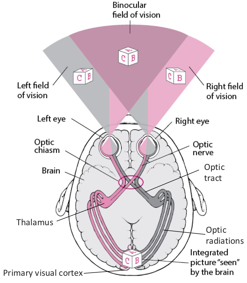 <ol><li><p>Photoreceptors</p></li><li><p>Ganglion cells (axons for the optic nerve / CN ll)</p></li><li><p>Optic chiasm (partial crossover of peripheral info)</p></li><li><p>Optic tract</p></li><li><p>Thalamus </p></li><li><p>Primary visual cortex</p></li></ol><p></p>