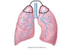 <p>12 to 20 breaths per minute.</p>