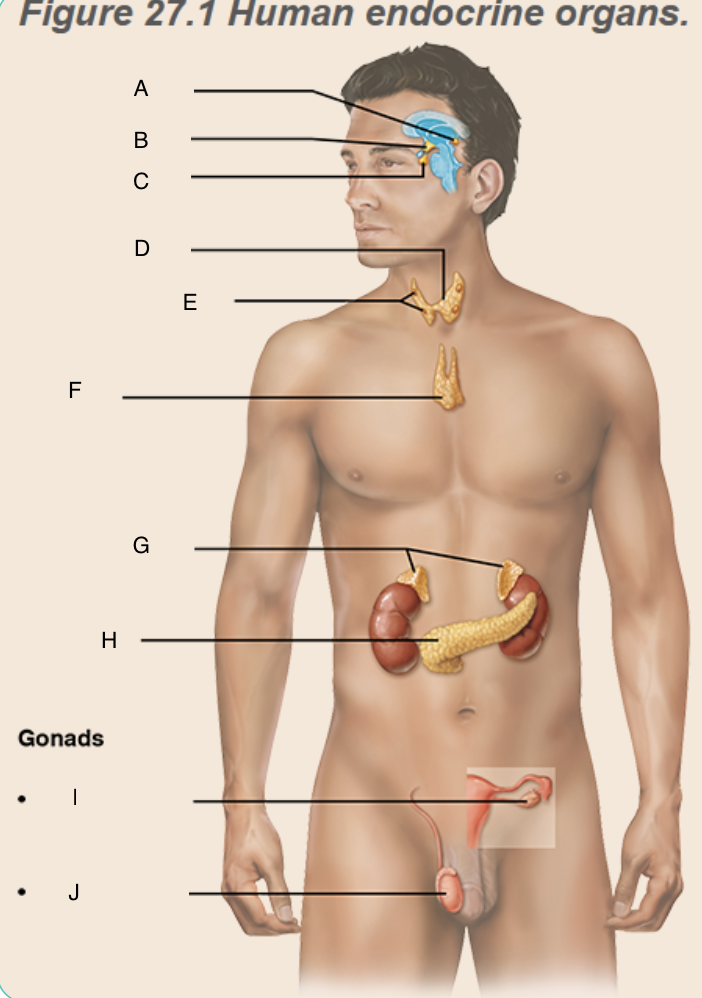 <p>Identify E</p>