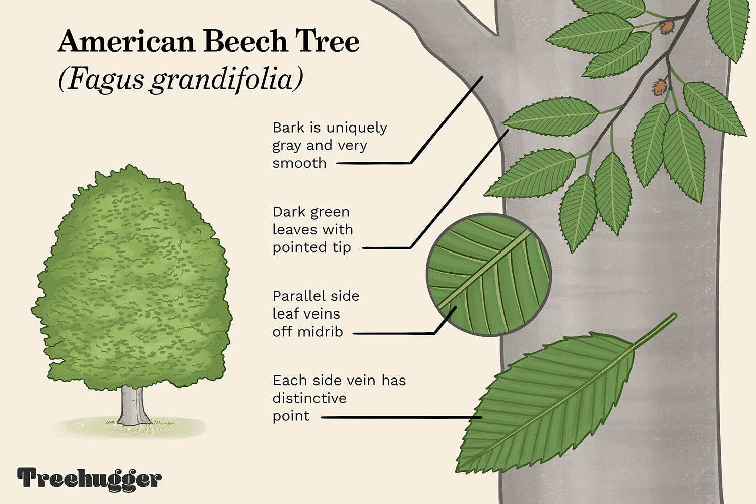 <p>American beech (<strong>Fagus Grandifolia)</strong></p>