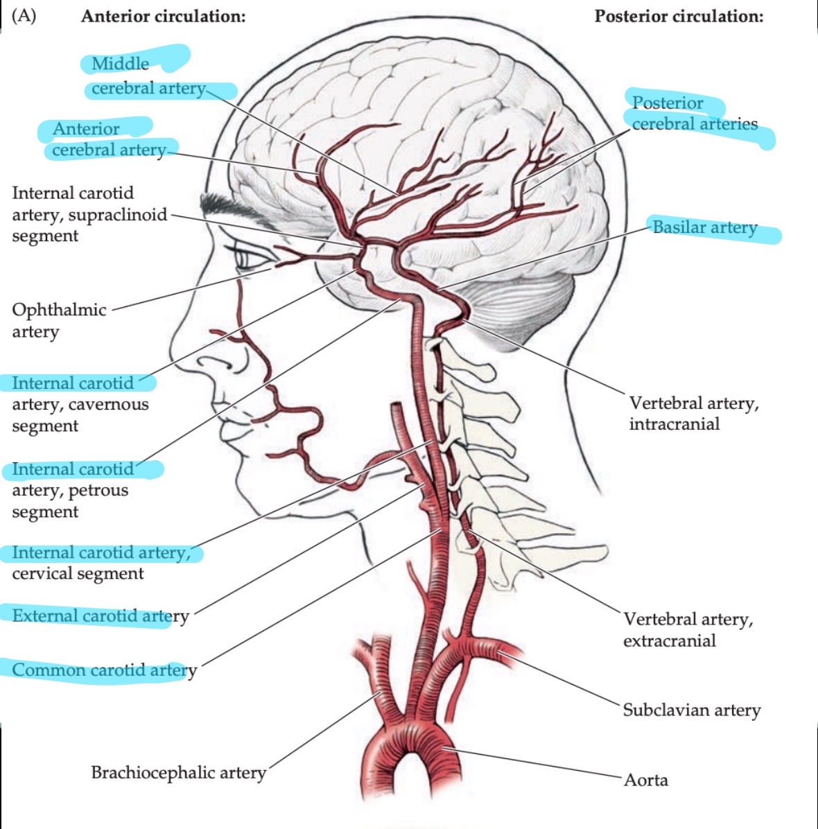 knowt flashcard image