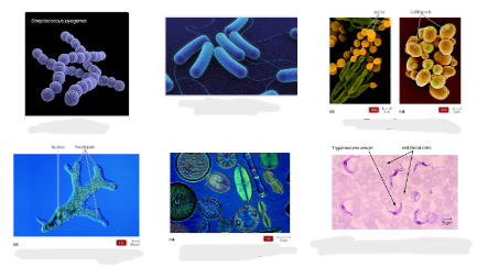 <p>Identify each group of microorganisms</p>