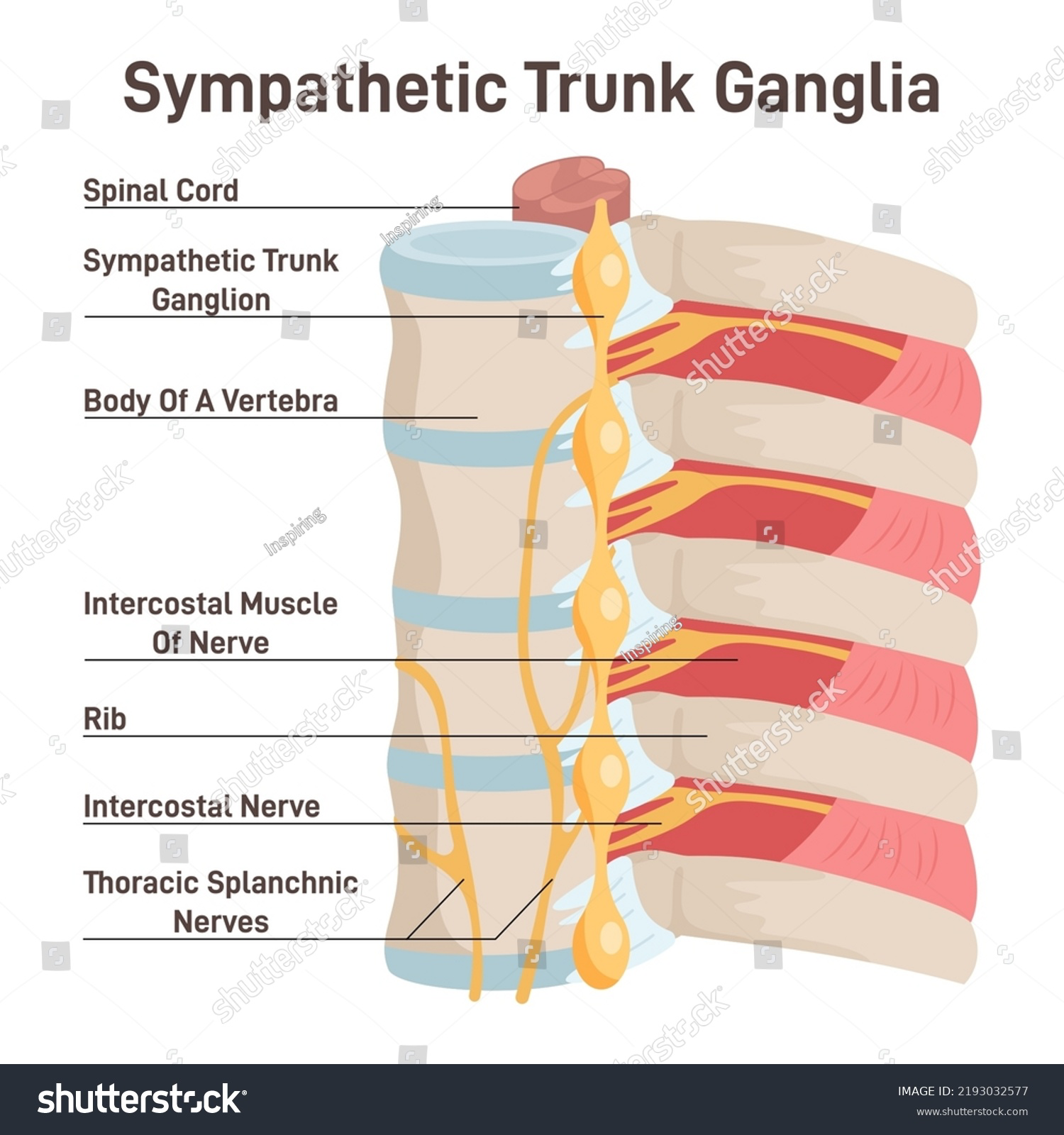 <p>A ganglia chain that runs alongside the vertebral column, consisting of sympathetic ganglia and nerve fibers that communicate with the spinal nerves, contributing to the autonomic nervous system. </p>