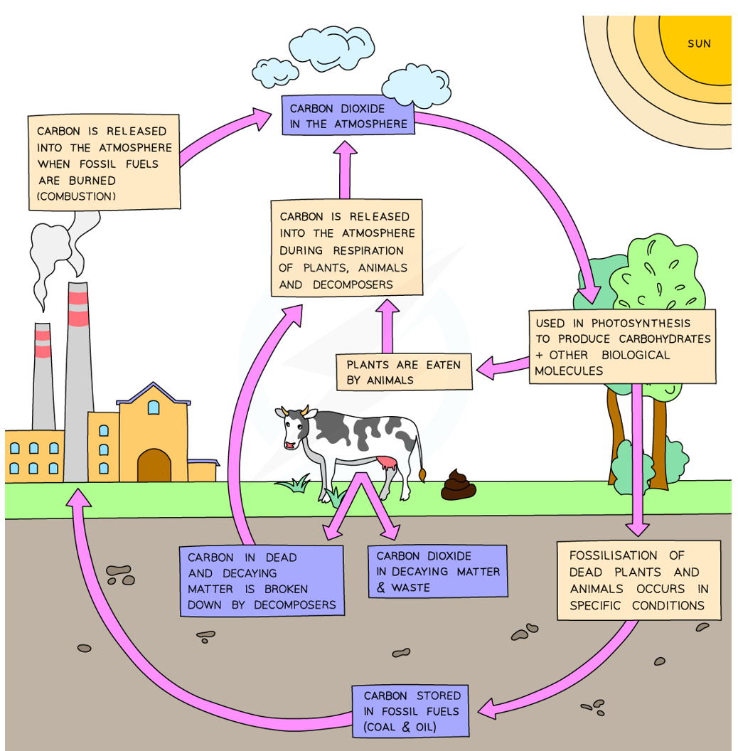 <ol><li><p>Animals respire, releasing CO<sub>2</sub> into the atmosphere</p></li><li><p>Photosynthetic organisms absorb this CO<sub>2</sub> for growth via photosynthesis</p></li><li><p>Animals obtain carbon from feeding on plants</p></li><li><p>After death, animals &amp; plants decompose/fossilise. Decomposers (e.g. detritivores &amp; saprobionts) also release CO<sub>2</sub> through respiration into the atmosphere</p></li><li><p>Fossil fuels from dead organisms release CO<sub>2</sub> when combusted into the atmosphere</p></li><li><p>CO<sub>2 </sub>also reacts with water to form acid rain, which erodes limestone, releasing more CO<sub>2</sub> into the atmosphere</p></li></ol><p></p>