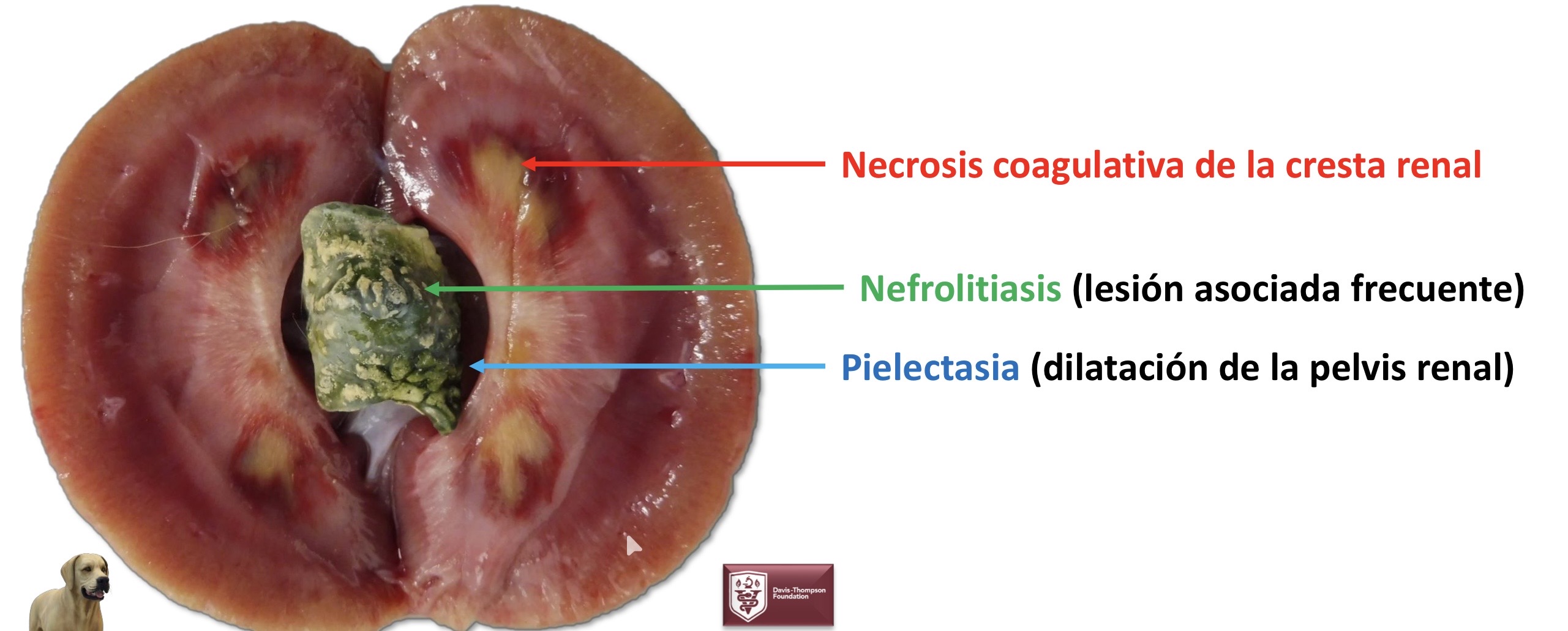 <p>Patogenia </p>