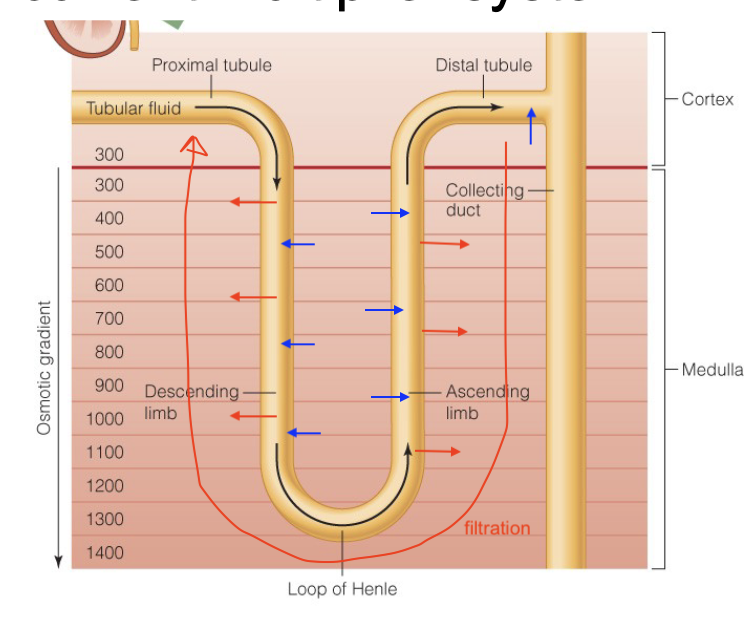 <ul><li><p>concentrating urine</p><ul><li><p>reabsorption = N → B</p></li><li><p>secretion = B → N</p></li></ul></li><li><p>loop of Henle (length)</p></li><li><p>countercurrent multiplier system</p><ul><li><p>helps maintain a small but constant gradient</p></li><li><p>pick up little things when we really need them</p></li></ul></li></ul><p></p>