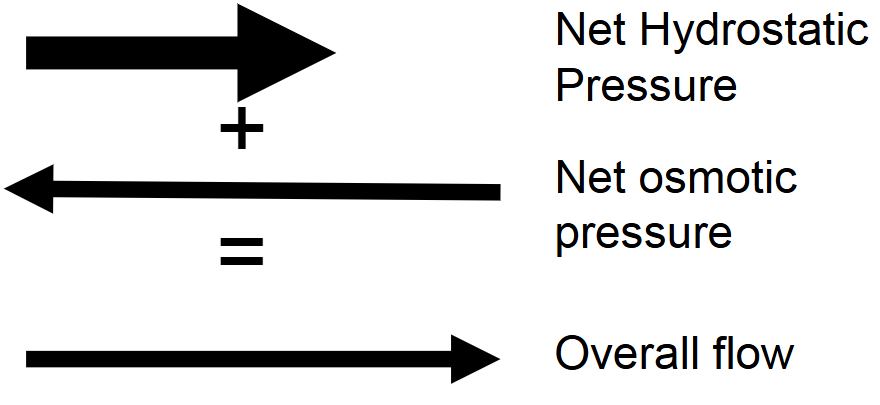 <p>the lumen of the glomerulus, <u>but </u>the <strong>volume </strong>is what changes based on the net of applied forces</p>