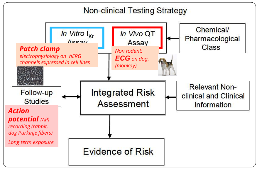<p>Risk evaluation of ventricular repolarization</p>