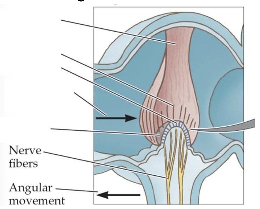 <ol start="46"><li><p><span style="background-color: transparent;"><strong>In the figure below: Which structure is the [I will pick a structure, you’ll just have to select the right name]? &nbsp;</strong></span></p></li></ol><p></p>