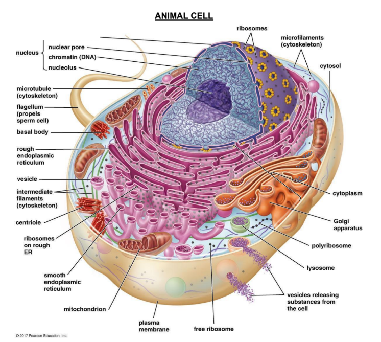 <p>Animal cell</p>