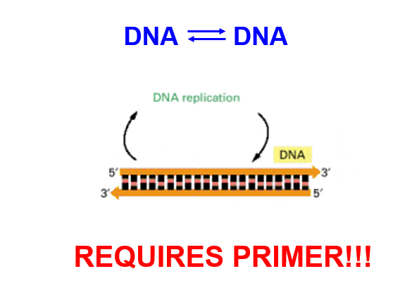<p>DNA-dependent DNA polymerase (DdDp) (= DNA polymerase) REQUIRES PRIMER</p>