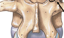 <p>Superior Articular Process</p>