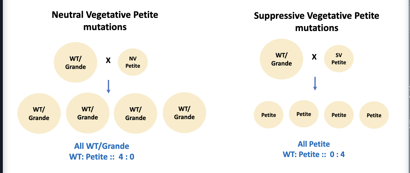<p><strong>Vegetative</strong> petite mutations consist of</p><ul><li><p>Mutation or <strong>deletion</strong> in mitochondrial DNA resulting in defective <strong>mitochondria</strong></p></li><li><p>Do not separate <strong>Mendelian</strong> fashion</p></li><li><p><strong>4 : 0 (neutral)  or 0 : 4 (suppressed)</strong> ratio (wt/m)</p></li></ul><p></p>