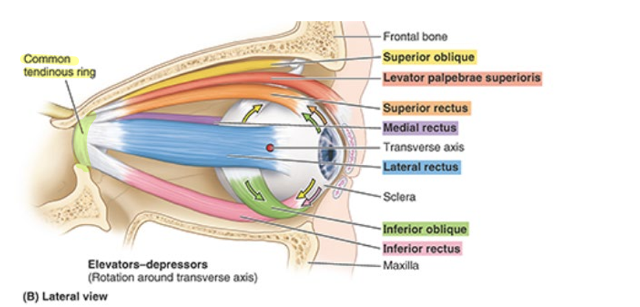 <ul><li><p>attachment for all four rectus muscle </p></li></ul><p></p>