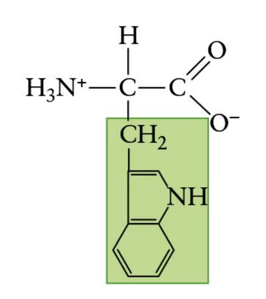 <p>(Trp, W) | Nonpolar side chain</p>