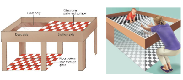 <p>*purpose was to see if babies noticed a diff in height</p><ul><li><p>placed on glass table: half checkerboard and half transparent glass </p></li><li><p>very young babies actually can’t detect, their depth perception wasn’t fully developed</p><div data-youtube-video=""><iframe width="640" height="480" allowfullscreen="true" autoplay="false" disablekbcontrols="false" enableiframeapi="false" endtime="0" ivloadpolicy="0" loop="false" modestbranding="false" origin="" playlist="" rel="1" src="https://www.youtube.com/embed/WanGt1G6ScA?rel=1" start="0"></iframe></div></li></ul><p></p>