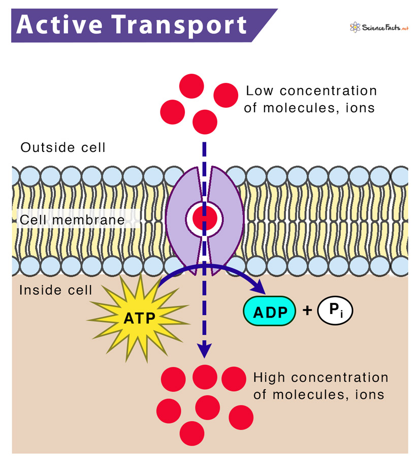 <p>requires ATP to go against a concentration gradient</p>