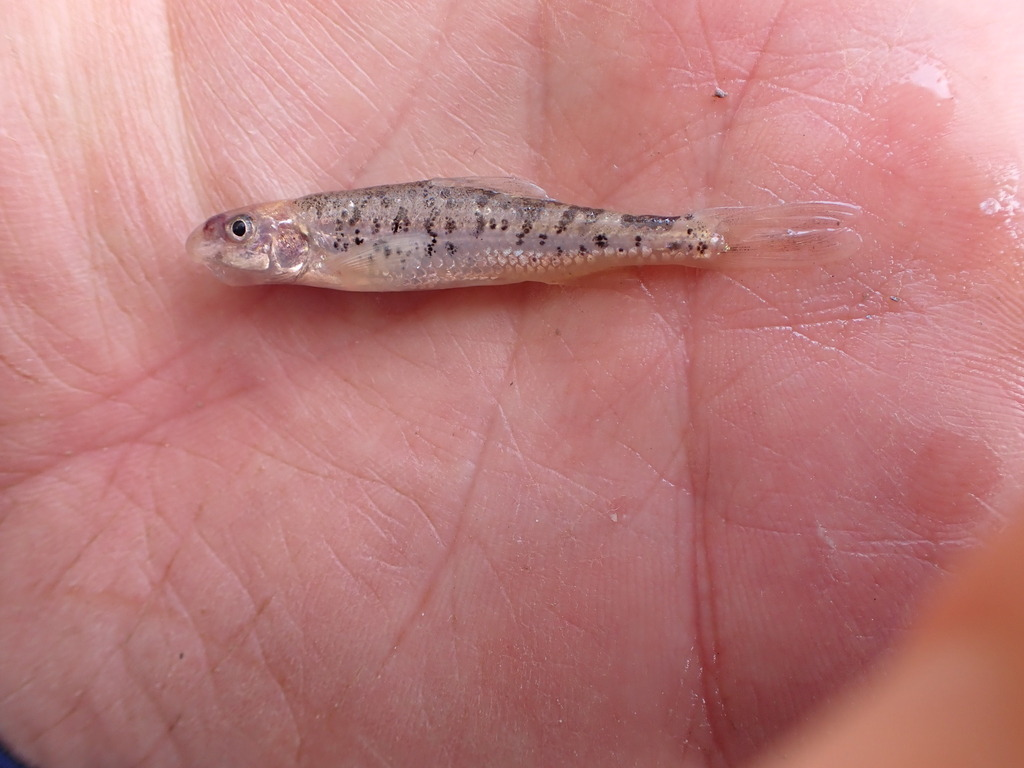 <p>Very small. </p>