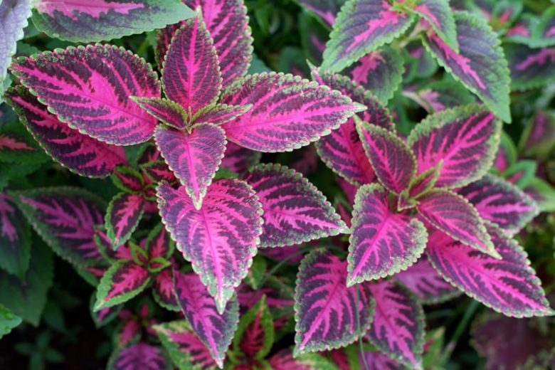 <p>Square stem</p><p>Prominent veins</p><p>Opposite arrangement</p><p>Raceme at terminal end</p><p>Many colors</p>