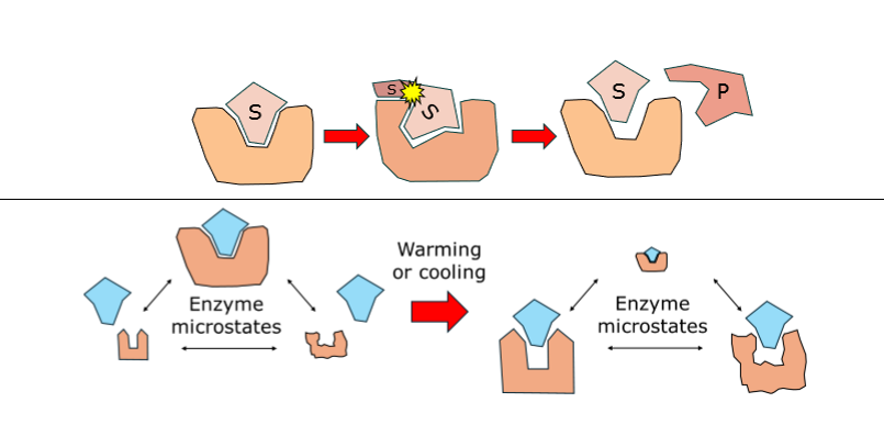 <p>proteins/enzymes must be flexible enough to move but stable enough to keep the right structure (balance). temperature can greatly affect this balance</p>