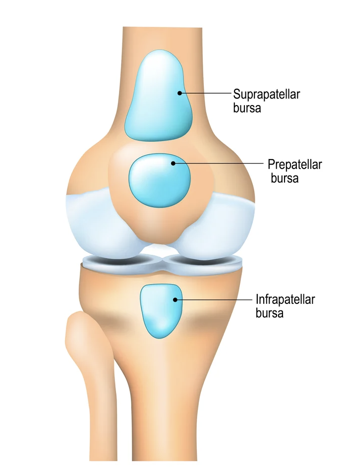<p>fluid-filled sacs located around the joint to reduce friction and cushion pressure points between the bone and tendons or muscles </p>